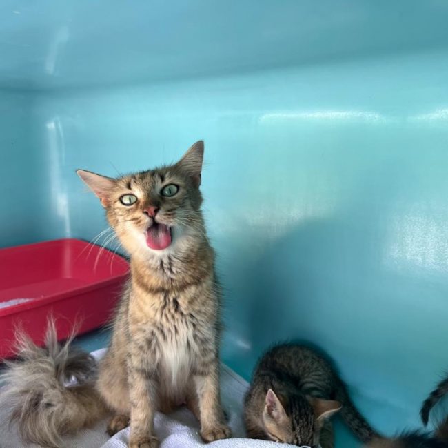 Ulya - Chat Européen à adopter