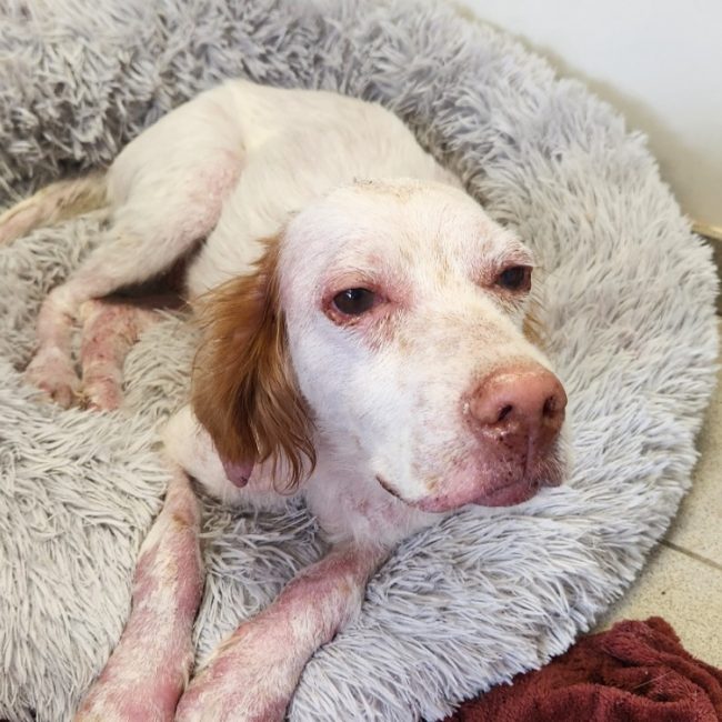 Etoile - Chien Setter Anglais à adopter