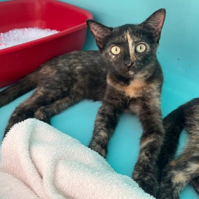 Quiana - Chat Européen à adopter