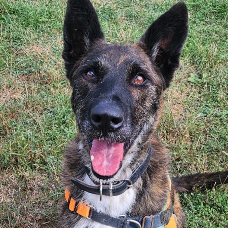 Bagheera - Chien Berger Belge Malinois à adopter