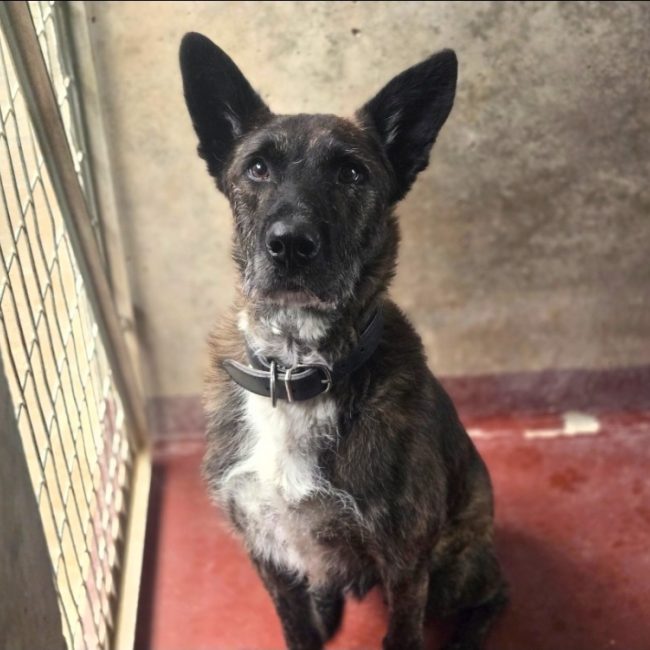 Bagheera - Chien Berger Belge Malinois à adopter