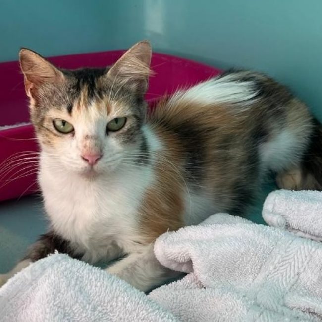 Quimi - Chat Européen à adopter