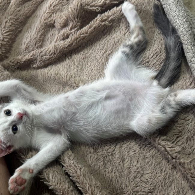 Gipsie - Chat Européen à adopter