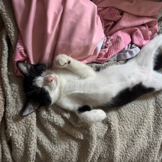 Athena - Chat Européen à adopter