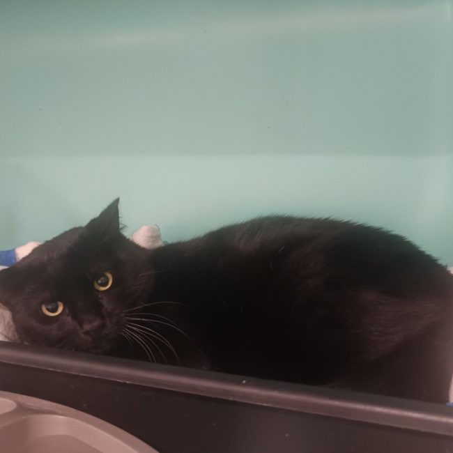 Pantoufle - Chat Européen à adopter