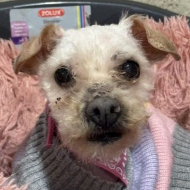Mimie - Chien Bichon à poil frisé à adopter