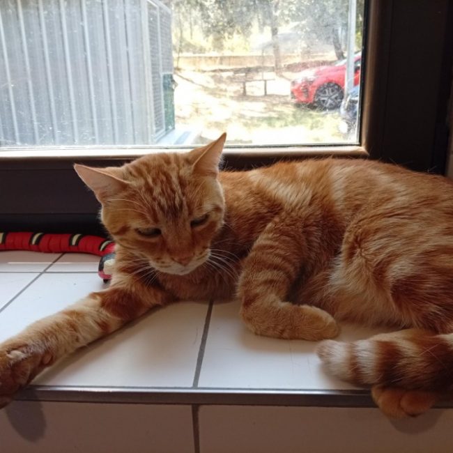Shady - Chat Européen à adopter