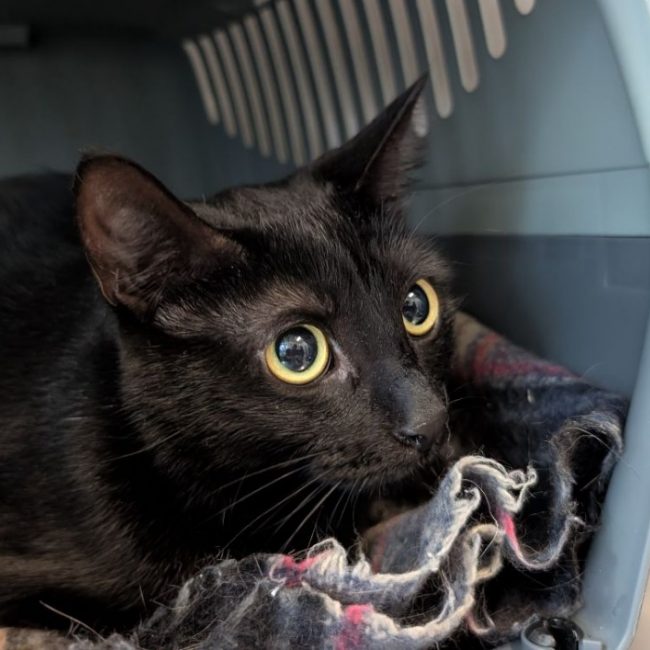 Talia - Chat Européen à adopter