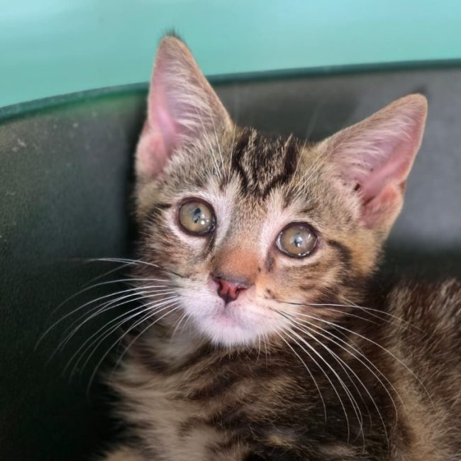 Atchoum - Chat Européen à adopter