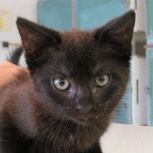 Alina - Chat Européen à adopter