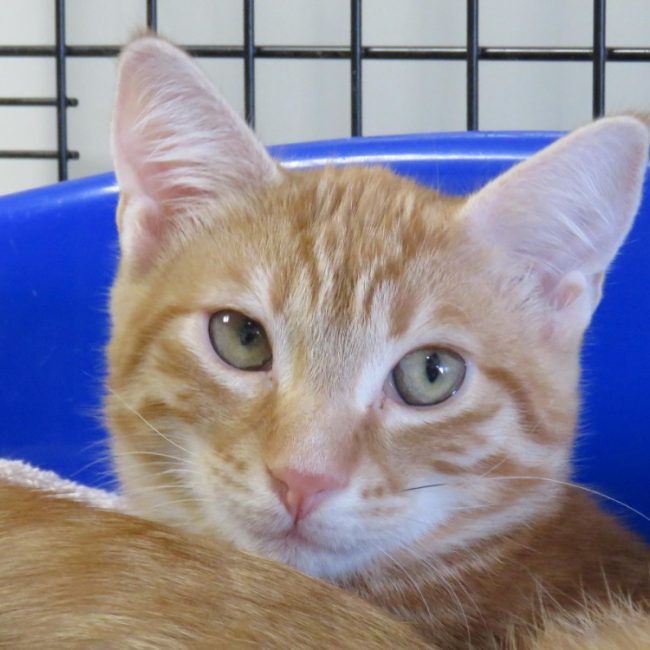 Amon - Chat Européen à adopter