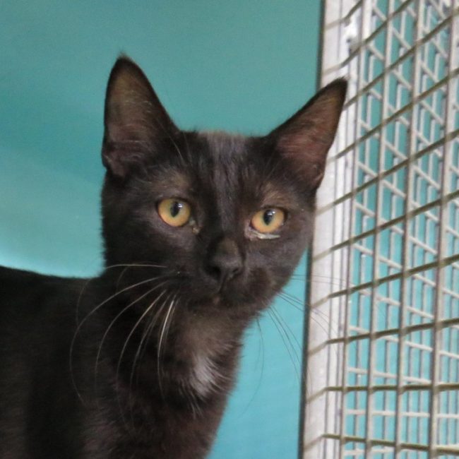 Bastet - Chat Européen à adopter