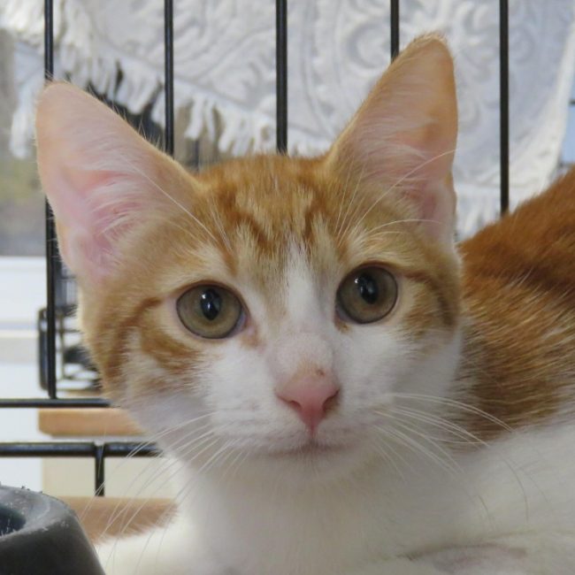 Seth - Chat Européen à adopter