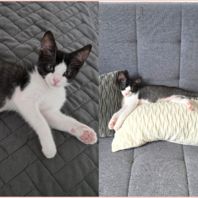 Berlioz - Chat Européen à adopter
