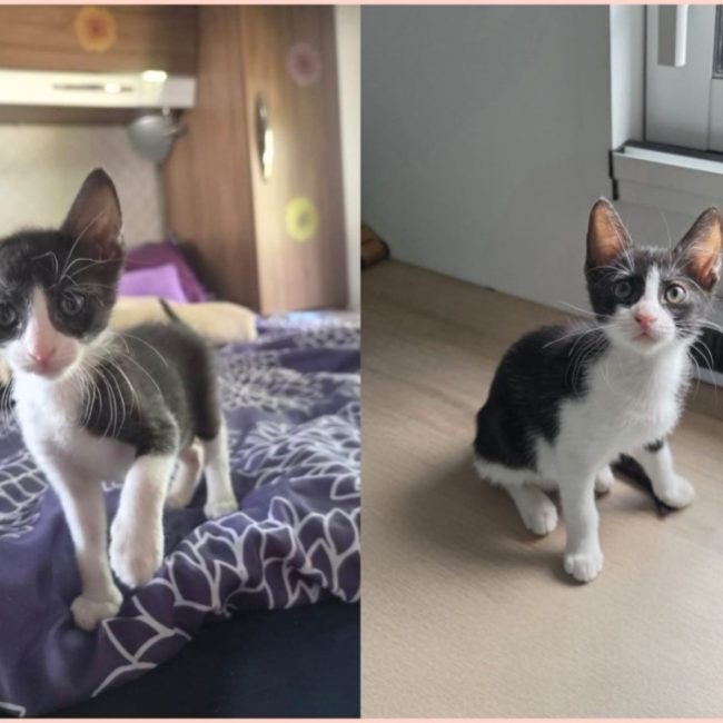 Bella - Chat Européen à adopter