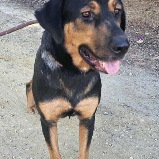 Ugo - Chien à adopter