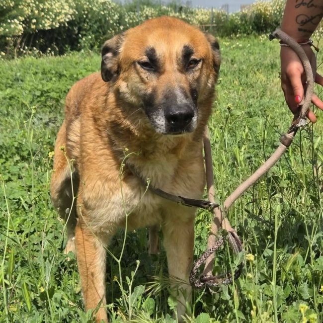 Bruno - Chien à adopter
