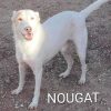Nougat 