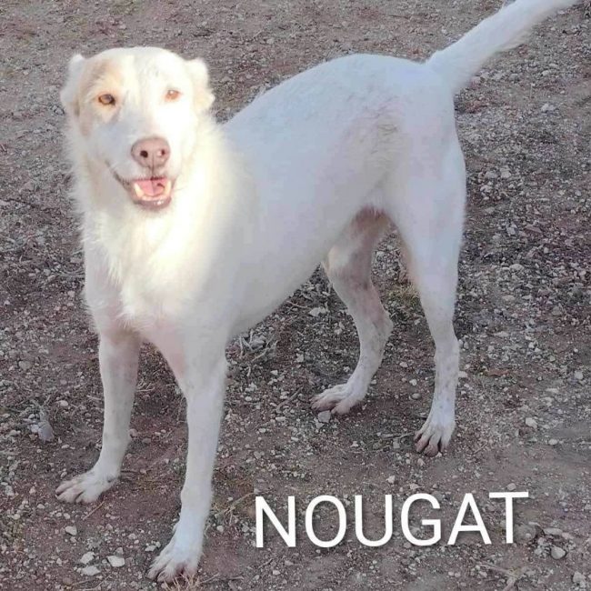 Nougat - Chien à adopter