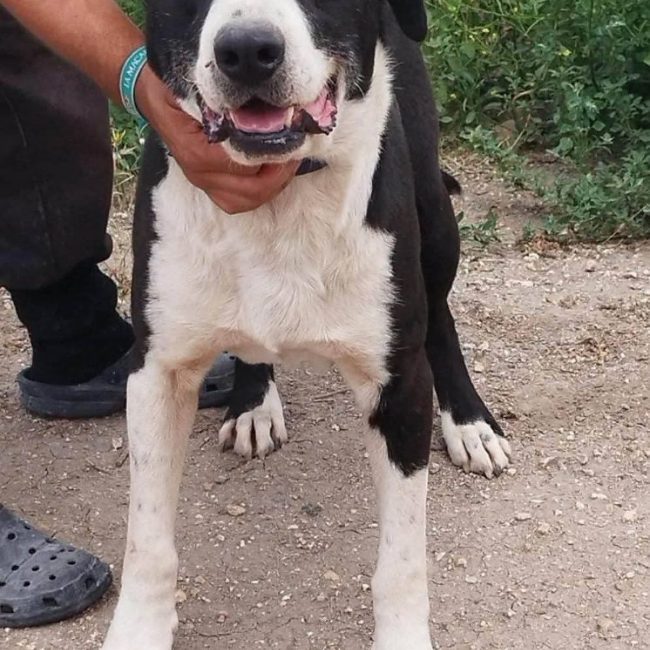 Yang - Chien à adopter