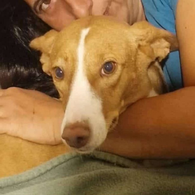 Venus - Chien à adopter