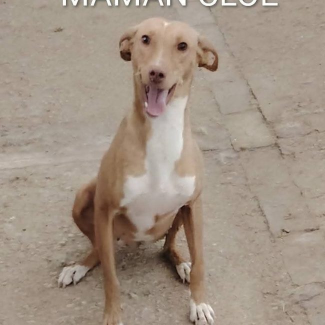 Cloe - Chien à adopter