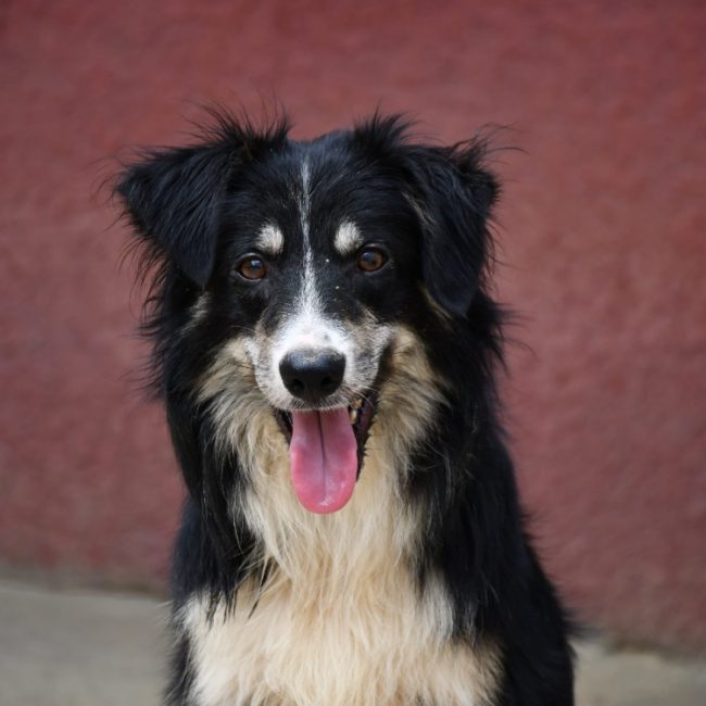 Charly - Chien Border Collie à adopter