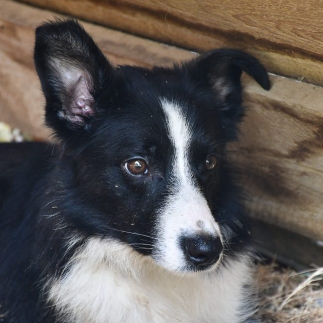 Birty - Chien Border Collie à adopter