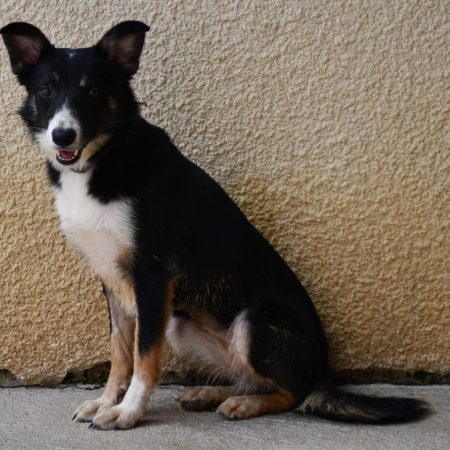 Bounty - Chien Border Collie à adopter