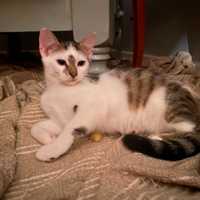 Bowie