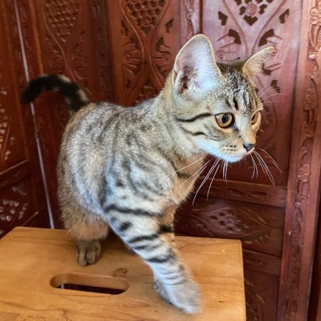 Bulle - Chat Européen à adopter