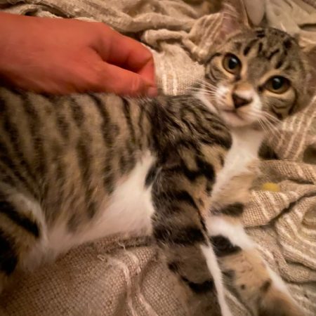 Beryl - Chat Européen à adopter