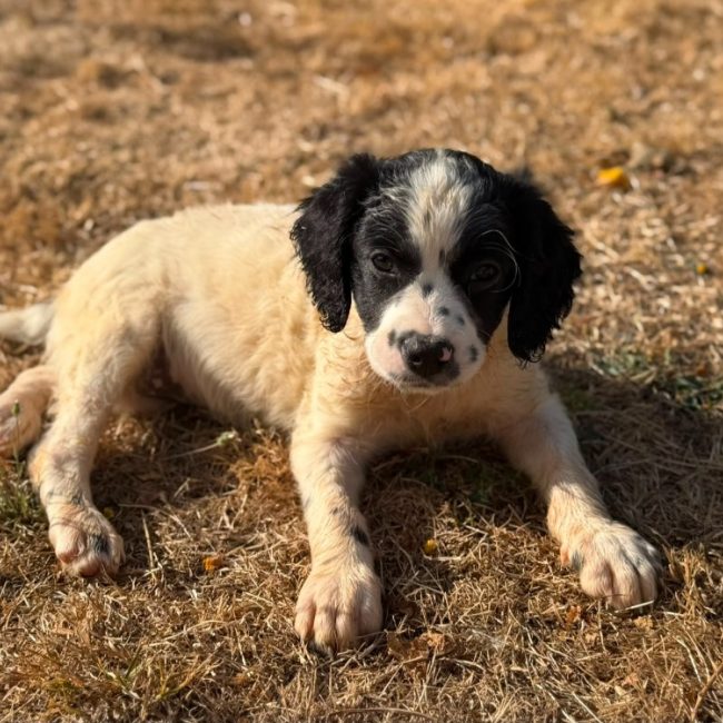 Bellatrix - Chien à adopter