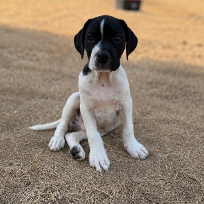 Barty - Chien à adopter