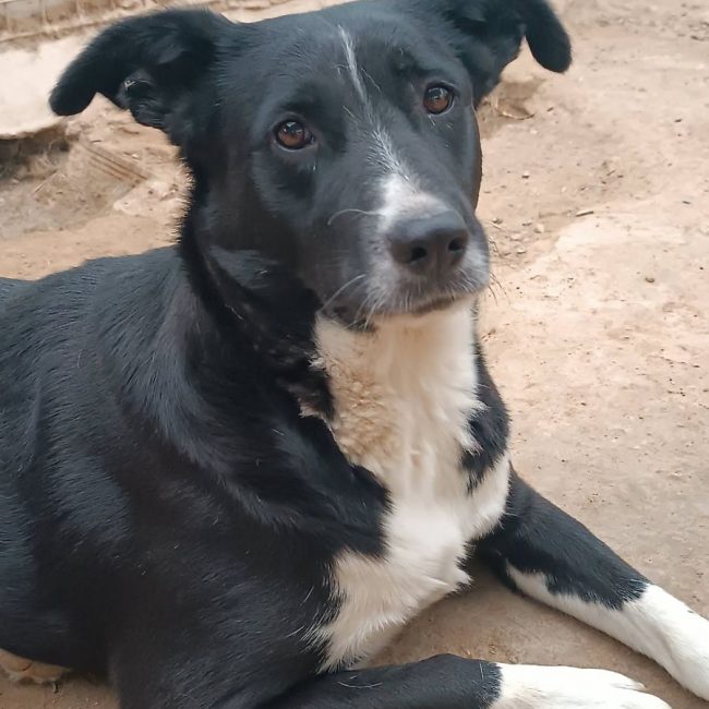 Elisa - Chien à adopter