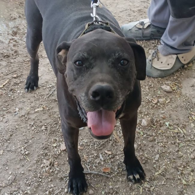 Yul - Chien à adopter