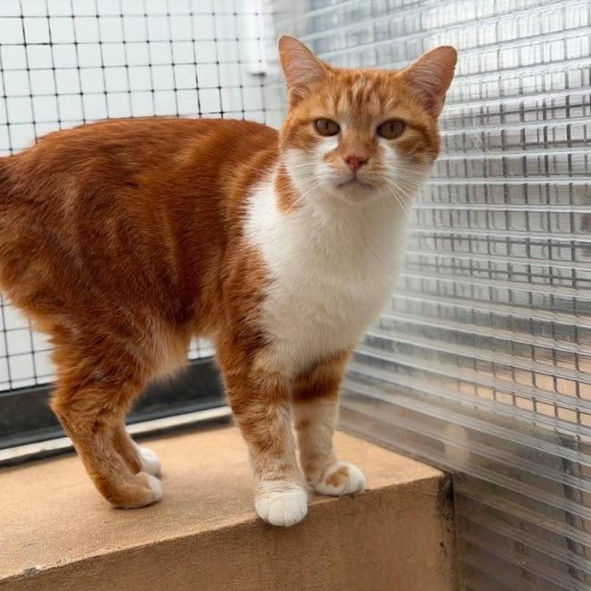 Banana - Chat Européen à adopter