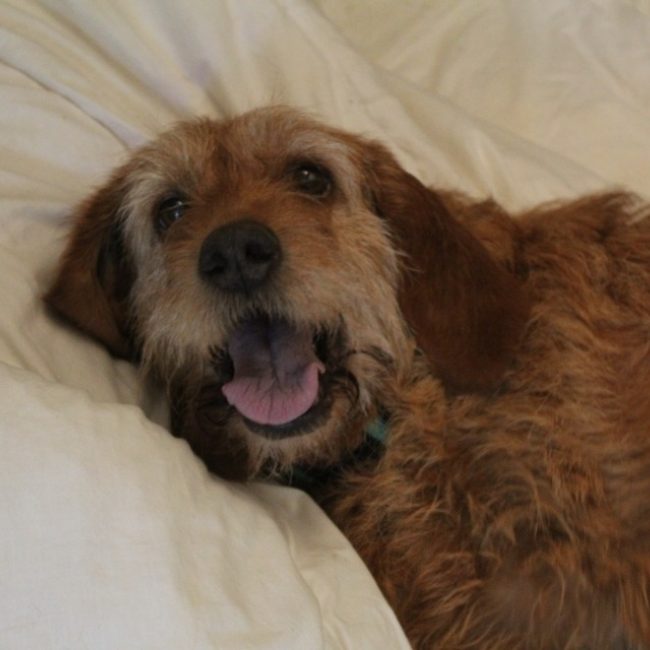 Samba - Chien Basset Fauve de Bretagne à adopter