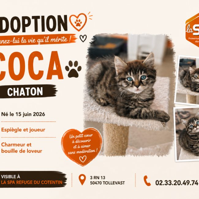 Coca - Chat Européen à adopter