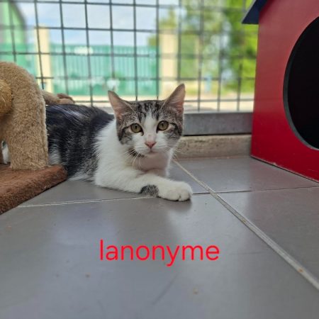 Lanonyme - Chat Européen à adopter