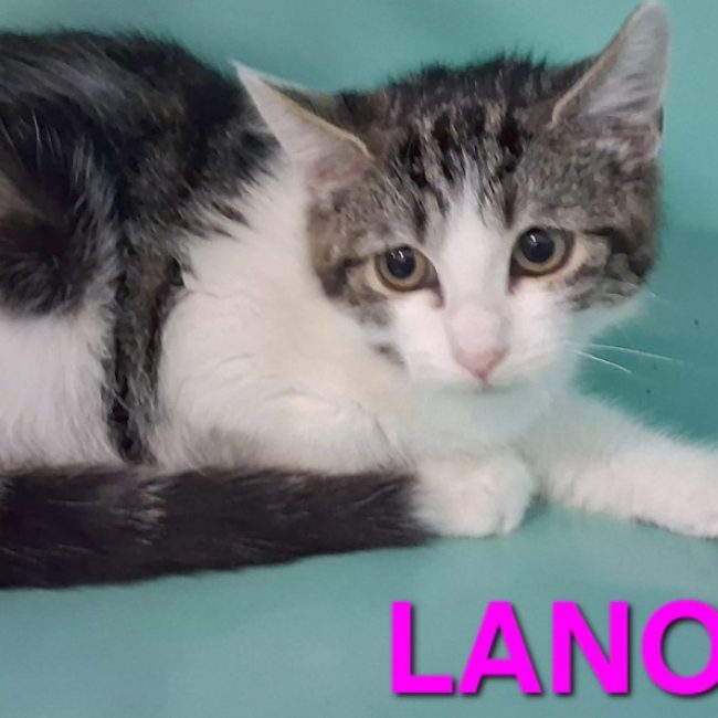 Lanonyme - Chat Européen à adopter