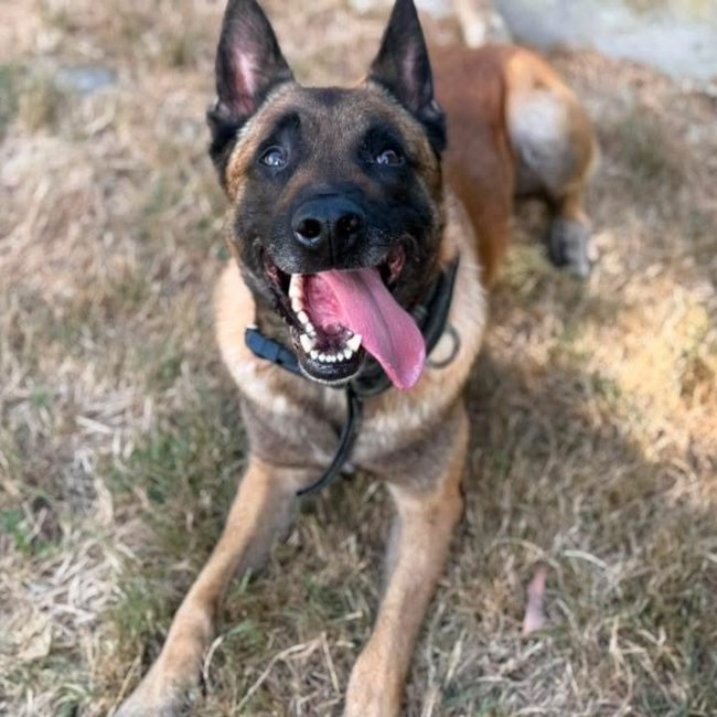 Shadow - Chien Berger Belge Malinois à adopter