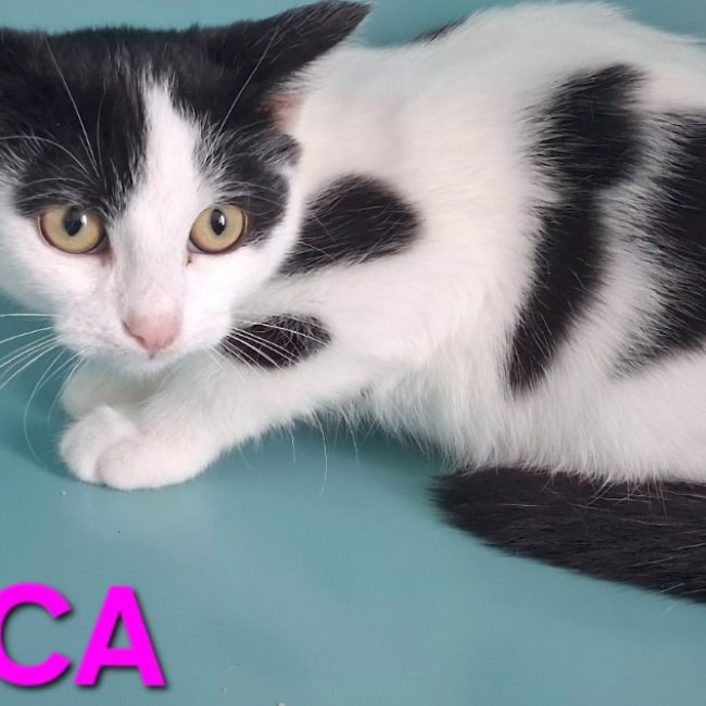 Bianca - Chat Européen à adopter