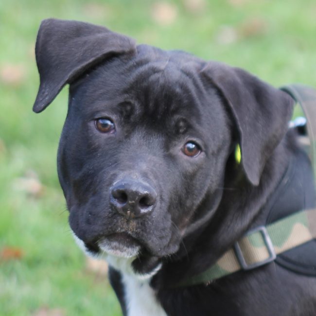 Locky - Chien à adopter