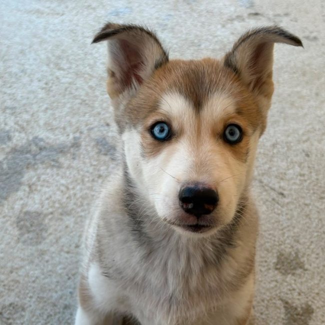 Quinn - Chien Husky Sibérien à adopter