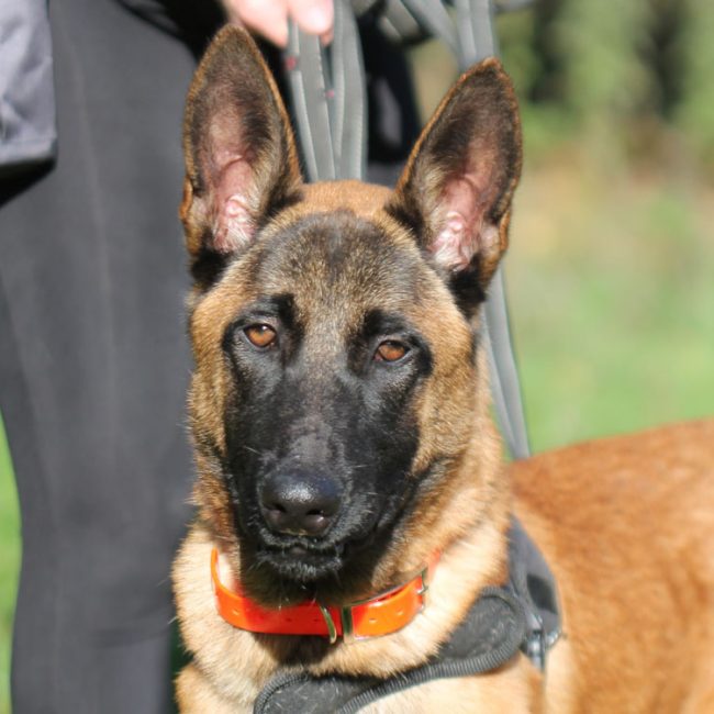 Creeper - Chien Berger Belge Malinois à adopter