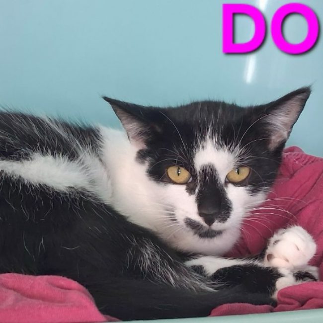 Domino - Chat Européen à adopter