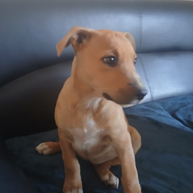 Etoile - Chien Berger Belge Malinois à adopter