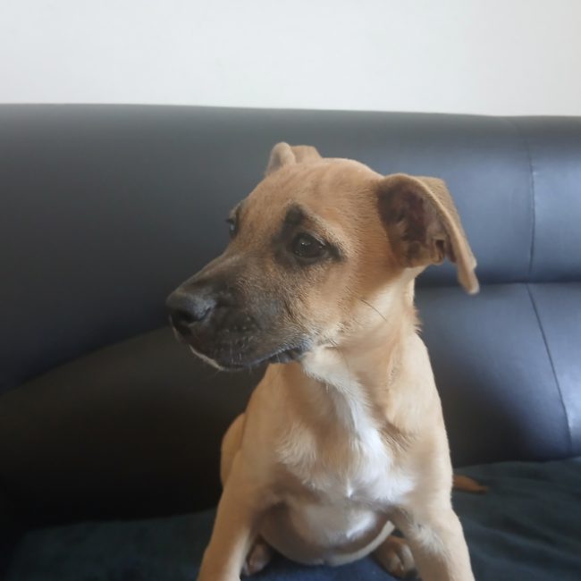 Corail - Chien Berger Belge Malinois à adopter