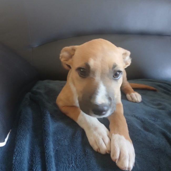 Anemone - Chien Berger Belge Malinois à adopter